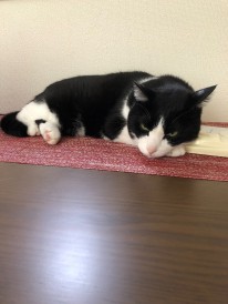 眠い黒ちゃん。