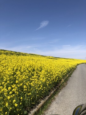 菜の花