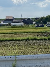 刈られた田圃