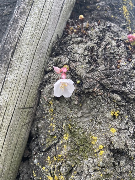 桜咲く。