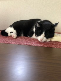 眠る黒ちゃん。