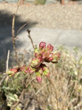 桜の蕾