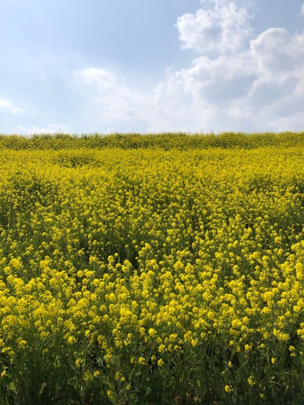 菜の花絨毯