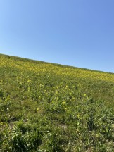 野田市江戸川の土手