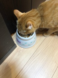 食欲あり