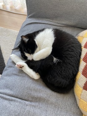 おねんね黒ちゃん