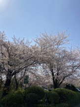 満開の桜。