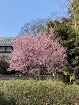 早咲の桜