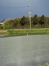 田圃にサギ