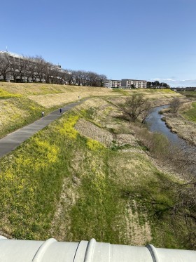 運河沿いの菜の花。