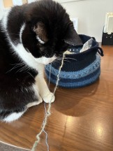 黒ちゃんと毛糸