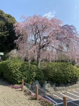 枝垂れ桜