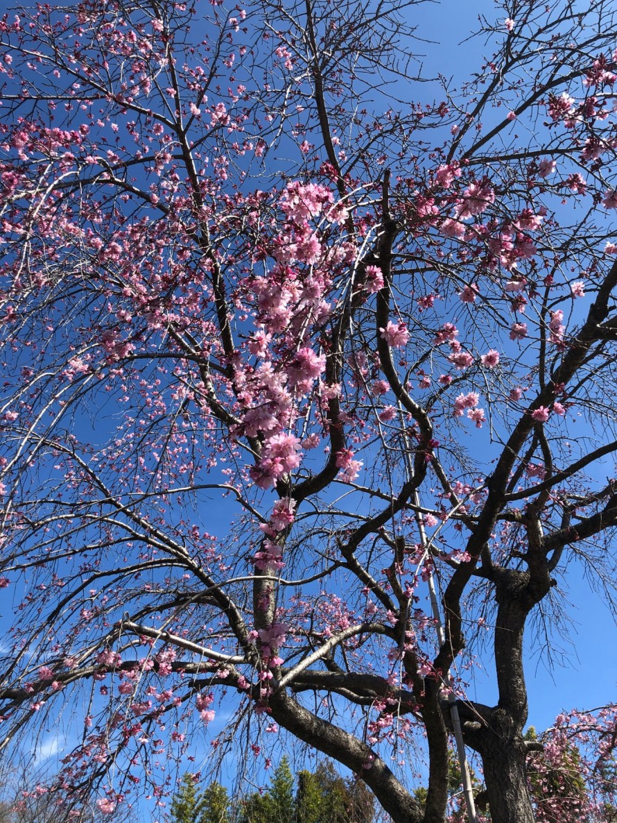 枝垂桜