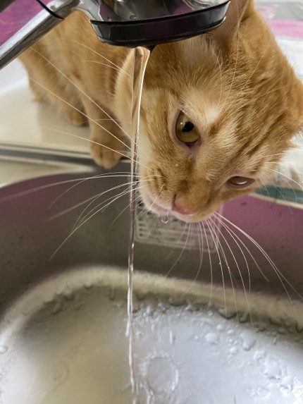 やっぱり水道水。