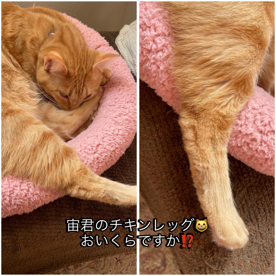 チキンレッグ。