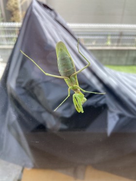 カマキリ。