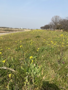 土手の菜の花。