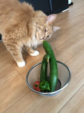 叔父貴の琉、朝採り野菜の検品中。