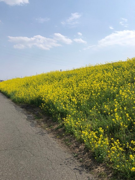 江戸川土手沿い