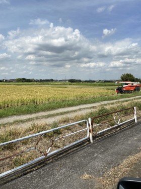 野田の田圃。