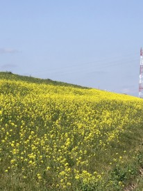 野田市江戸川沿い