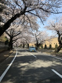 清水公園桜トンネル