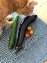 夏野菜と宙君。