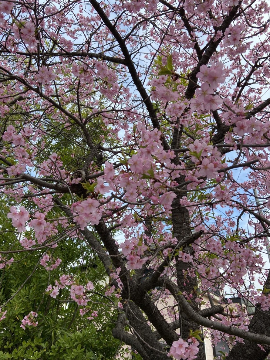 早咲の桜。