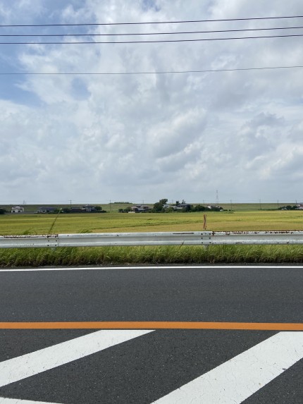 野田市内の田圃。