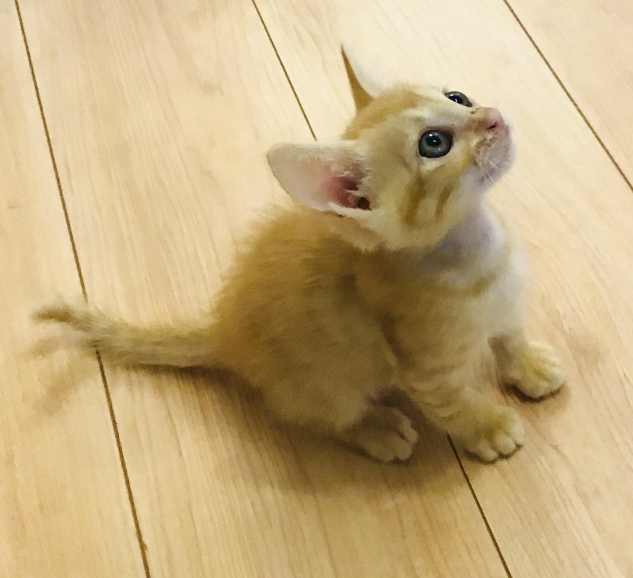 見つめる仔猫の宙ちゃん