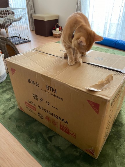 わーい、猫タワー。