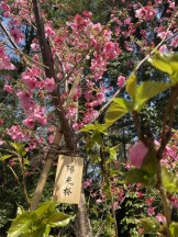 陽光桜