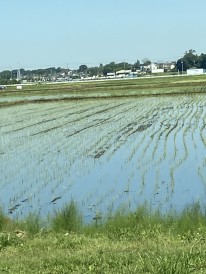 出勤途中の田んぼ