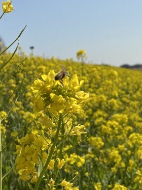 江戸川沿いの菜の花に蜜蜂