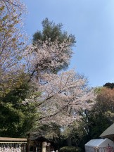 境内の桜。