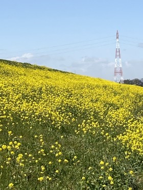 江戸川の菜の花