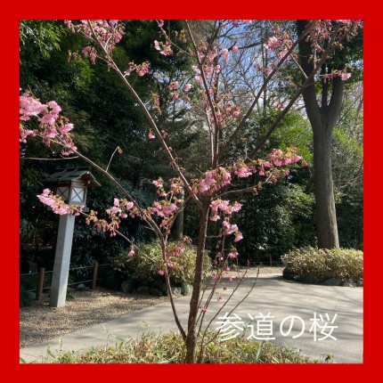 参道の桜。