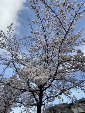 桜