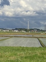 田植えされた田圃