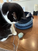 黒ちゃん気になる