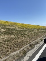 今年は菜の花が少ない