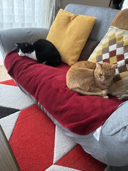 安心のお尻向け合い