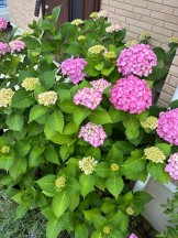 紫陽花