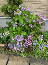 山紫陽花